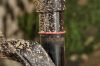 I dalje guštamo na Specialized Chisel Comp 2020.
