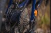 WILIER TRIESTINA JENA HYBRID GRX 1X11